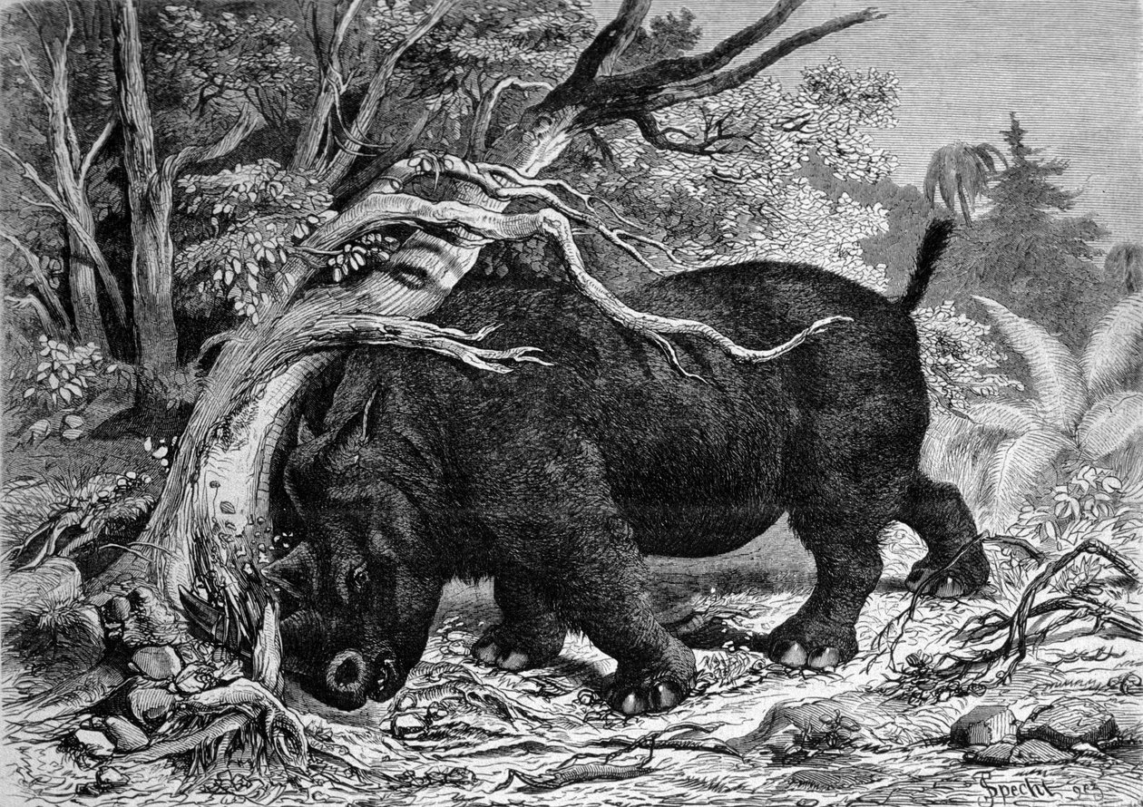 Őstörténet: a perissodactyl családba tartozó dinoszaurusz, az orrszarvú őse, fát pusztító. századi metszet fn alkotó: Unknown artist