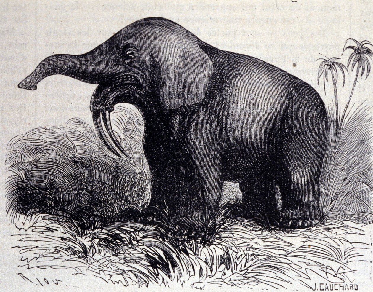 Őstörténet: Dinotherium ábrázolása, pachyderm típusa. alkotó: Unknown artist