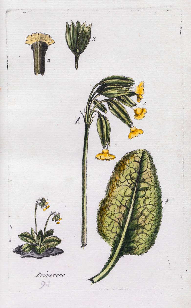  alkotó: Unknown artist