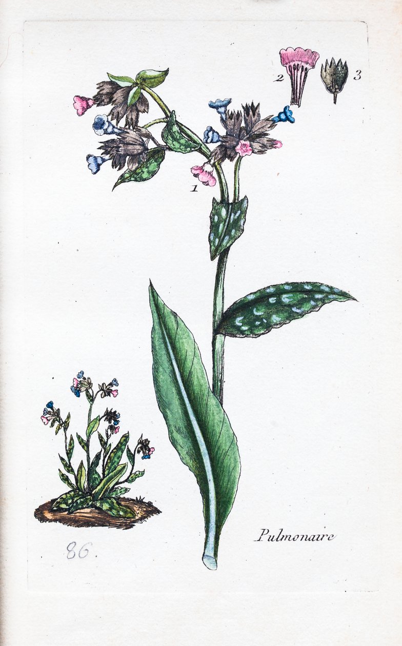  alkotó: Unknown artist