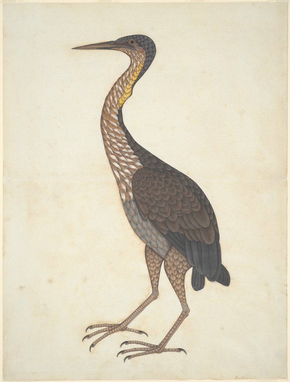 Bíbor kócsag (Ardea purpurea) alkotó: Unknown artist
