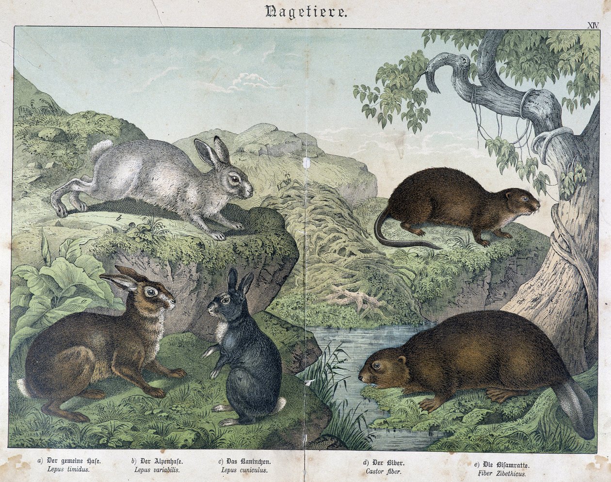 Nyúl, hód - in „” Natural History of Mammals”, szerk. Schreiber alkotó: Unknown artist