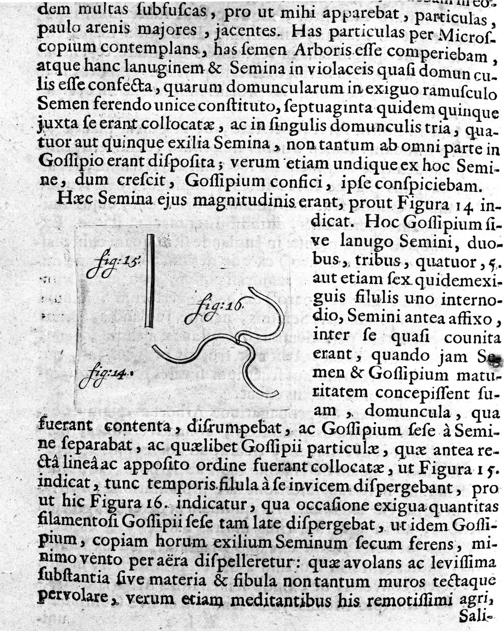 Gyümölcsfa magjának ábrázolása Antoine van Leeuwenhoek (vagy Leeuvenhoek Leeuwenhoeck) (vagy Antoni vagy Anthonie) (1632-1723) leírását készítette a holland kereskedő és tudós. Metszet az „Investigatio Arcanorum” 1722-ből alkotó: Unknown artist