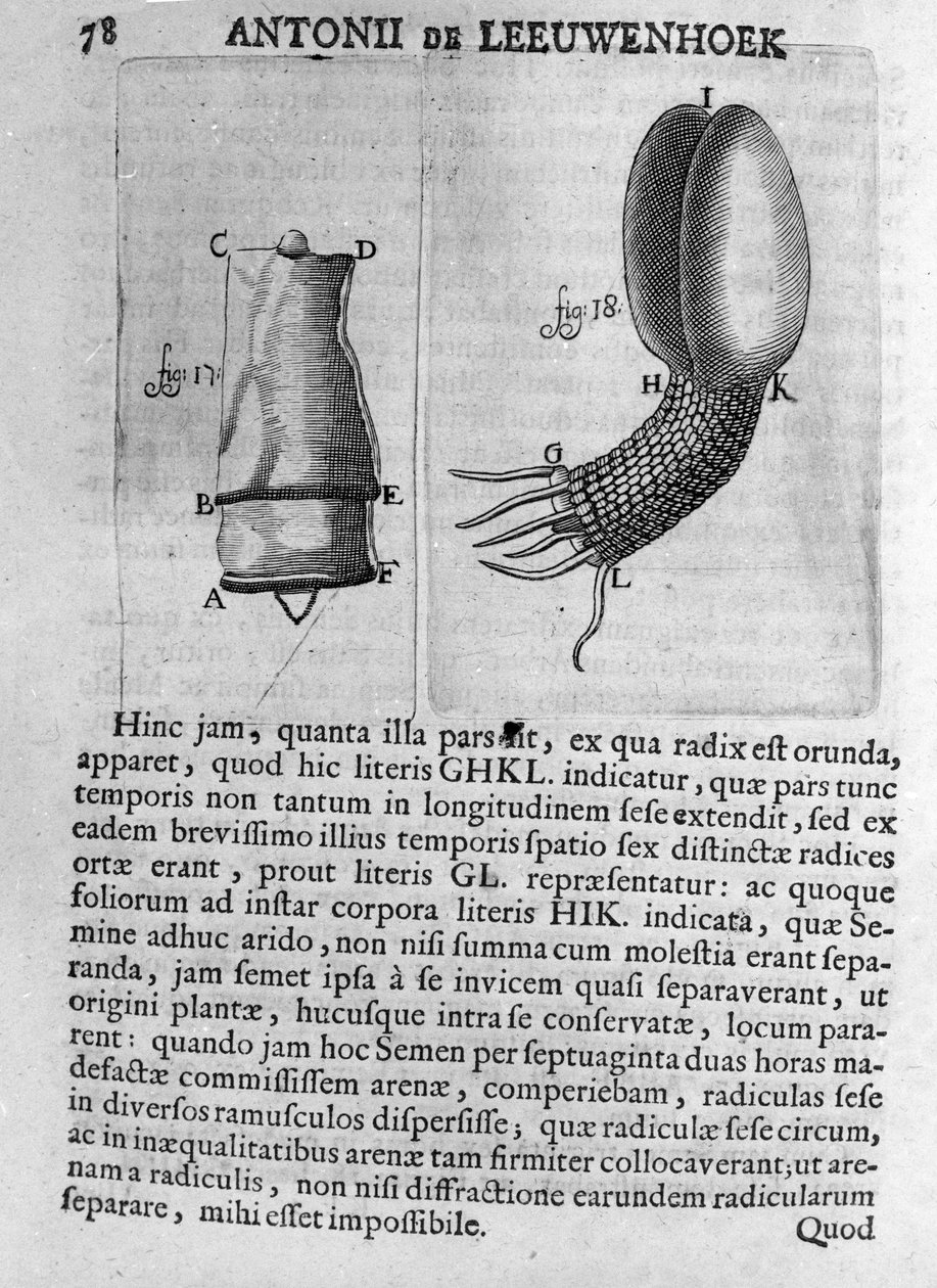 Egy gyümölcsfa magjának ábrázolása Antoine van Leeuwenhoek (vagy Leeuvenhoek vagy Leeuwenhoeck) (vagy Antoni vagy Anthonie) (1632-1723) holland kereskedő és természettudós tanulmánya. Metszet az „Invetigatio Arcanorum” 1722-ből. alkotó: Unknown artist