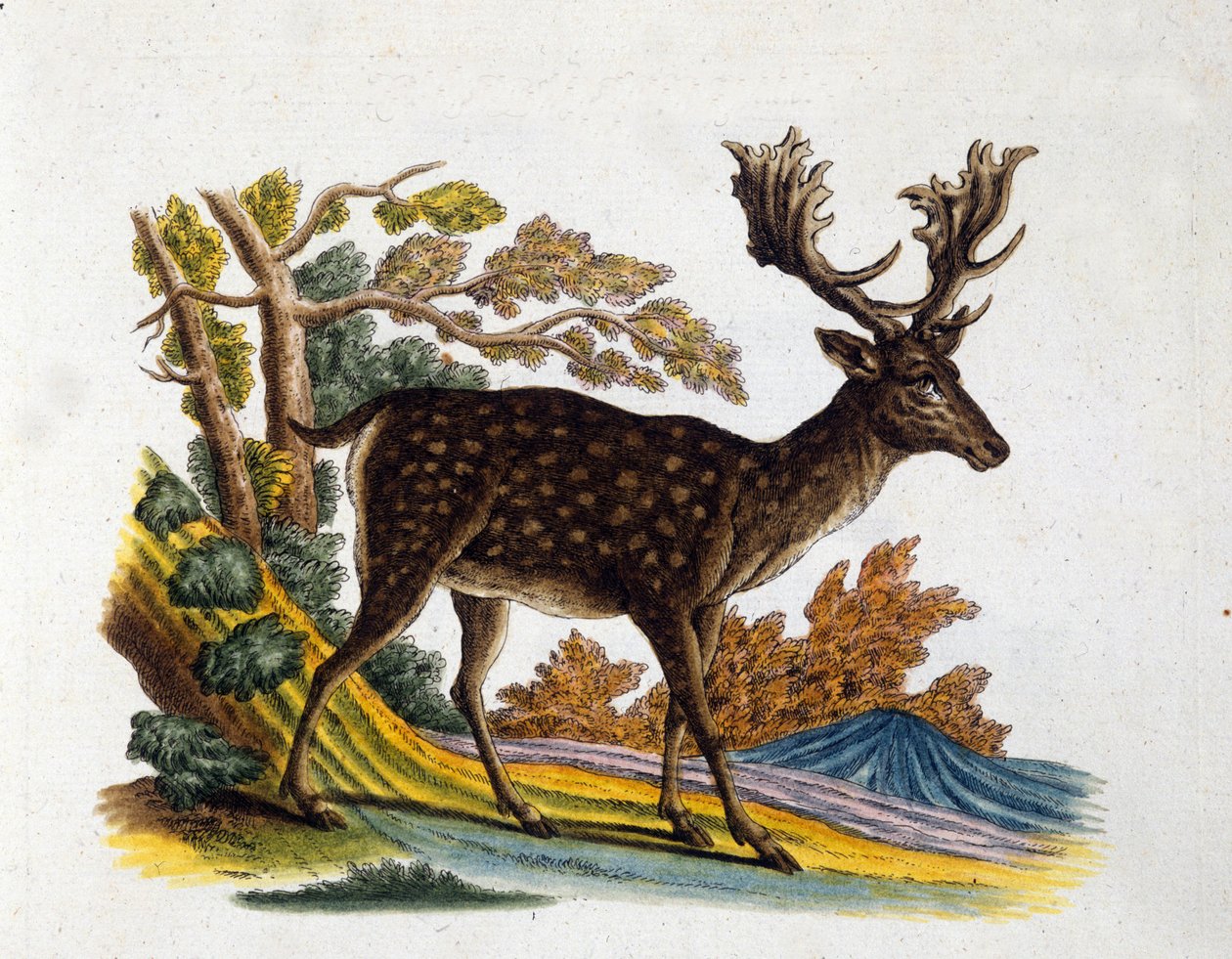 A rénszarvas ábrázolása. 18. századi metszet alkotó: Unknown artist