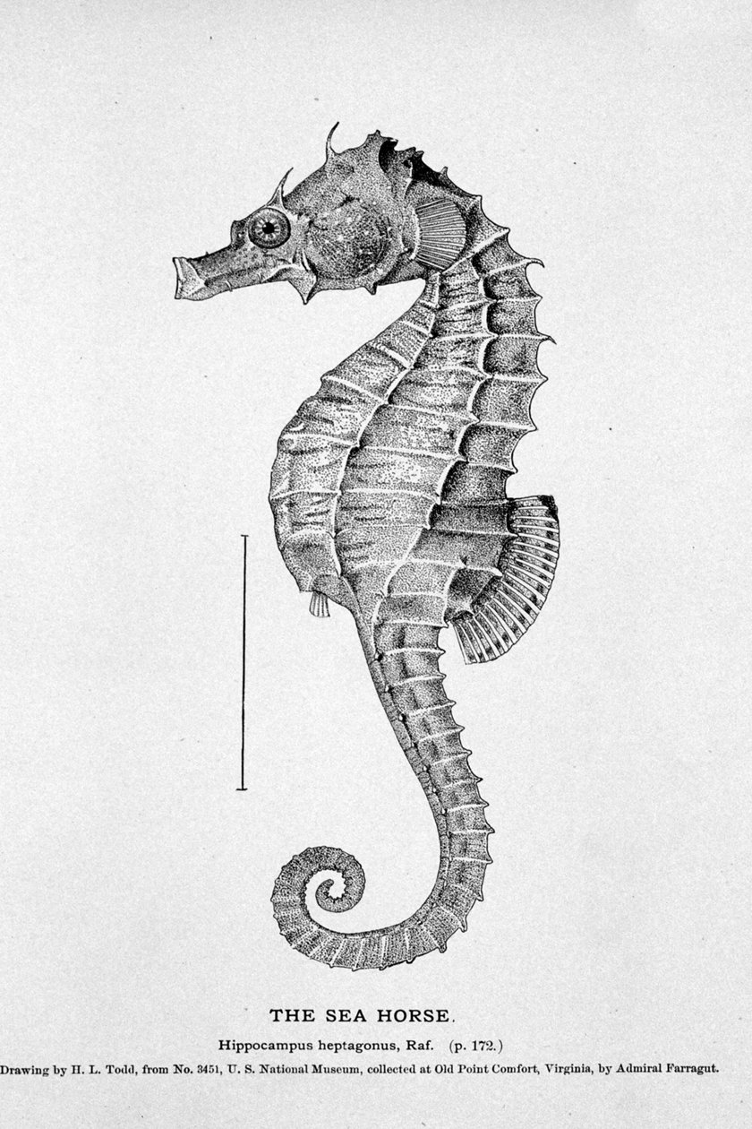 Csikóhal (Hippocampus heptagonis) ábrázolása. századi természetrajzi tábla. alkotó: Unknown artist