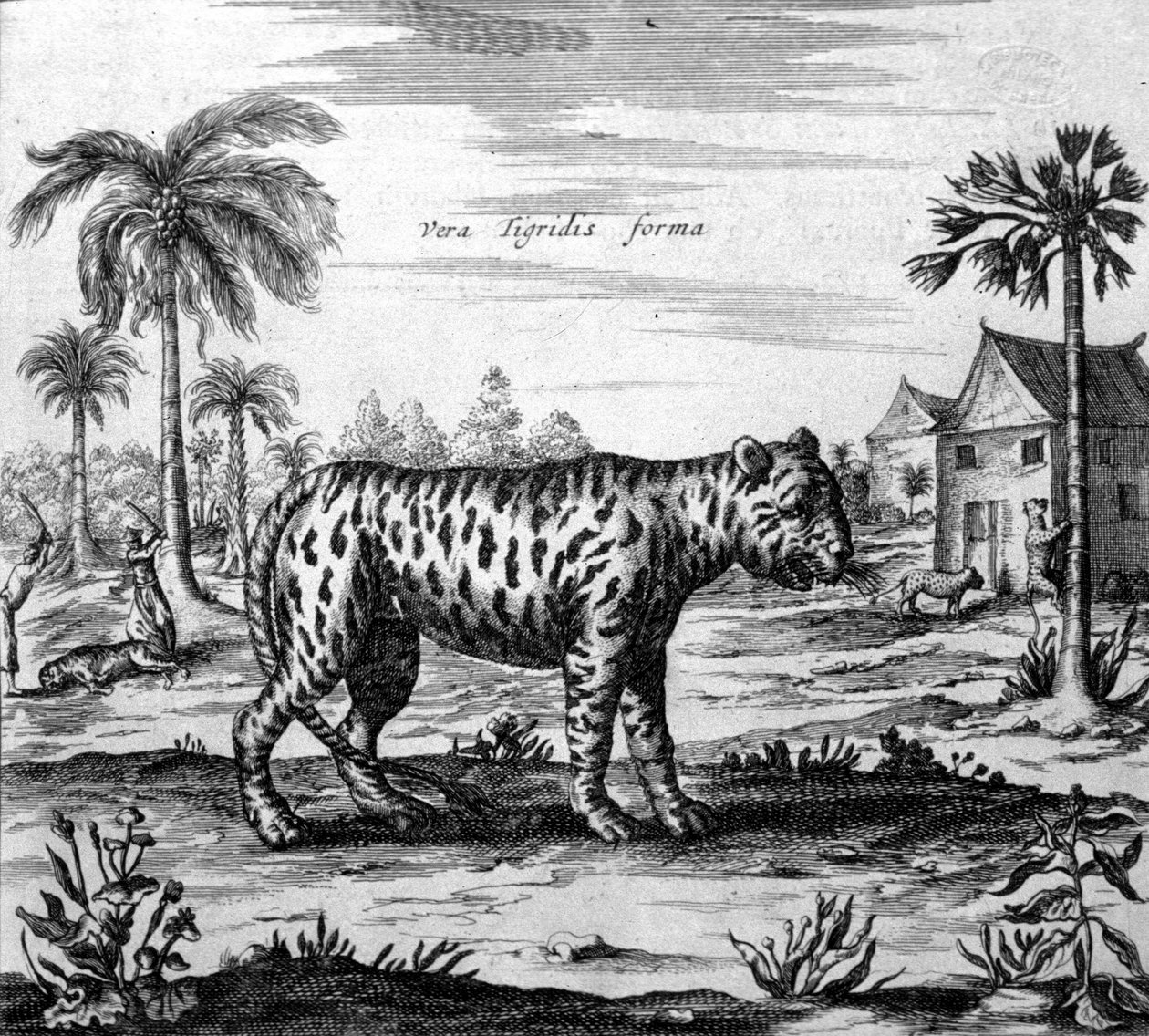 Tigris ábrázolása, Athanasius Kircher "" De China Monumenta" metszet alkotó: Unknown artist