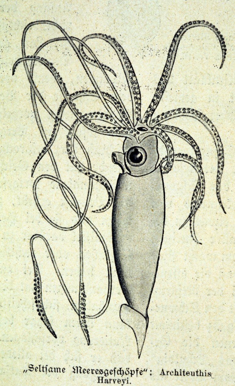 Egy Architeuthis Harveyi, óriási tintahal ábrázolása. alkotó: Unknown artist