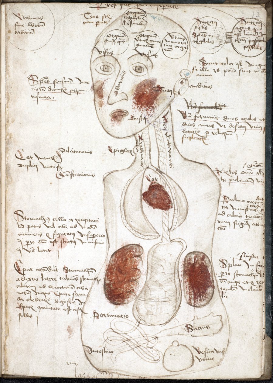 Egy arisztotelészi tudatelmélet ábrázolása (Feladó: De corpore et anima) - Anonymous - 1497 - Akvarell pergamen - 22x15,8 - John Rylands Egyetemi Könyvtár alkotó: Unknown artist