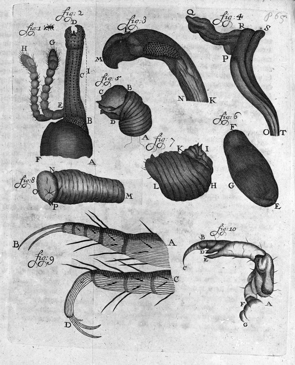 Charancons (curculiones lupi) ábrázolása Antoine van Leeuwenhoek (vagy Leeuvenhoek vagy Leeuwenhoeck) (vagy Antoni vagy Anthonie) holland kereskedő és természettudós tanulmánya (1632-1723) Metszet az „Invetigatio Arcanorum” 1722-ből. alkotó: Unknown artist