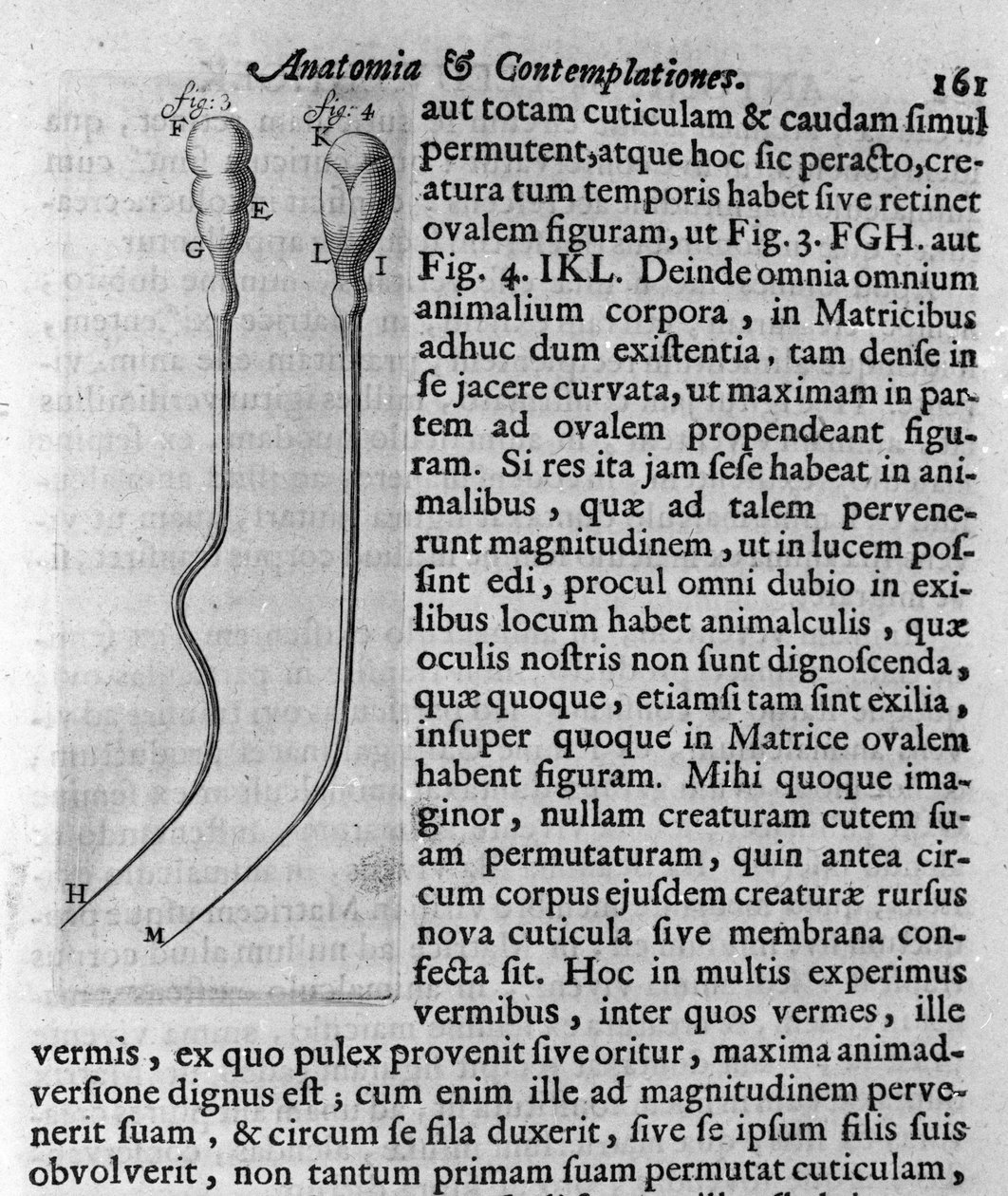 Kutya spermiumok ábrázolása Antoine van Leeuwenhoek (vagy Leeuvenhoek Leeuwenhoeck) (vagy Antoni vagy Anthonie) (1632-1723) holland kereskedő és tudós leírása. Metszet az „Investigatio Arcanorum” 1722-ből alkotó: Unknown artist