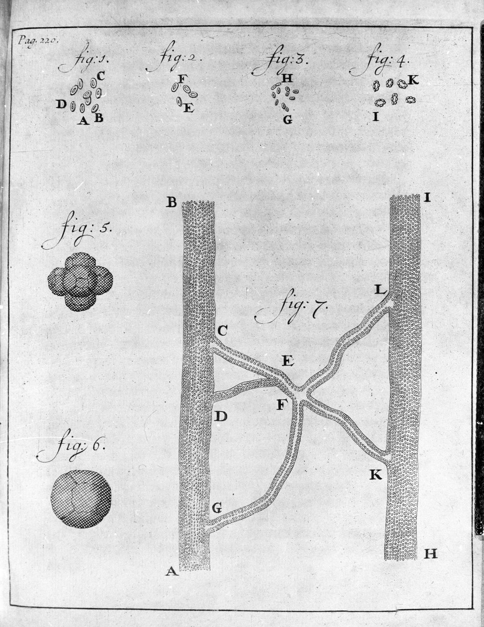 A lazac és a rombuszhal hematiájának (vörösvérsejtjének) ábrázolása Antoine van Leeuwenhoek (vagy Leeuvenhoek vagy Leeuwenhoeck) (vagy Antoni vagy Anthonie) holland kereskedő és természettudós tanulmánya (1632-1723) Metszet az „Epistolae ad Societiam”17 Re alkotó: Unknown artist