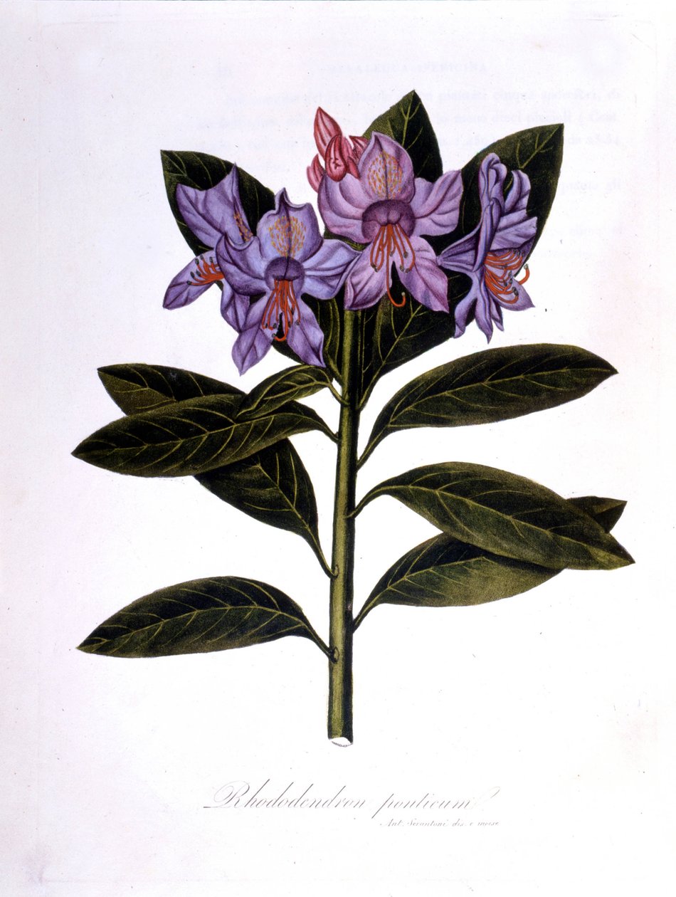 Rhododendron (Rhododendrum Bridges). alkotó: Unknown artist