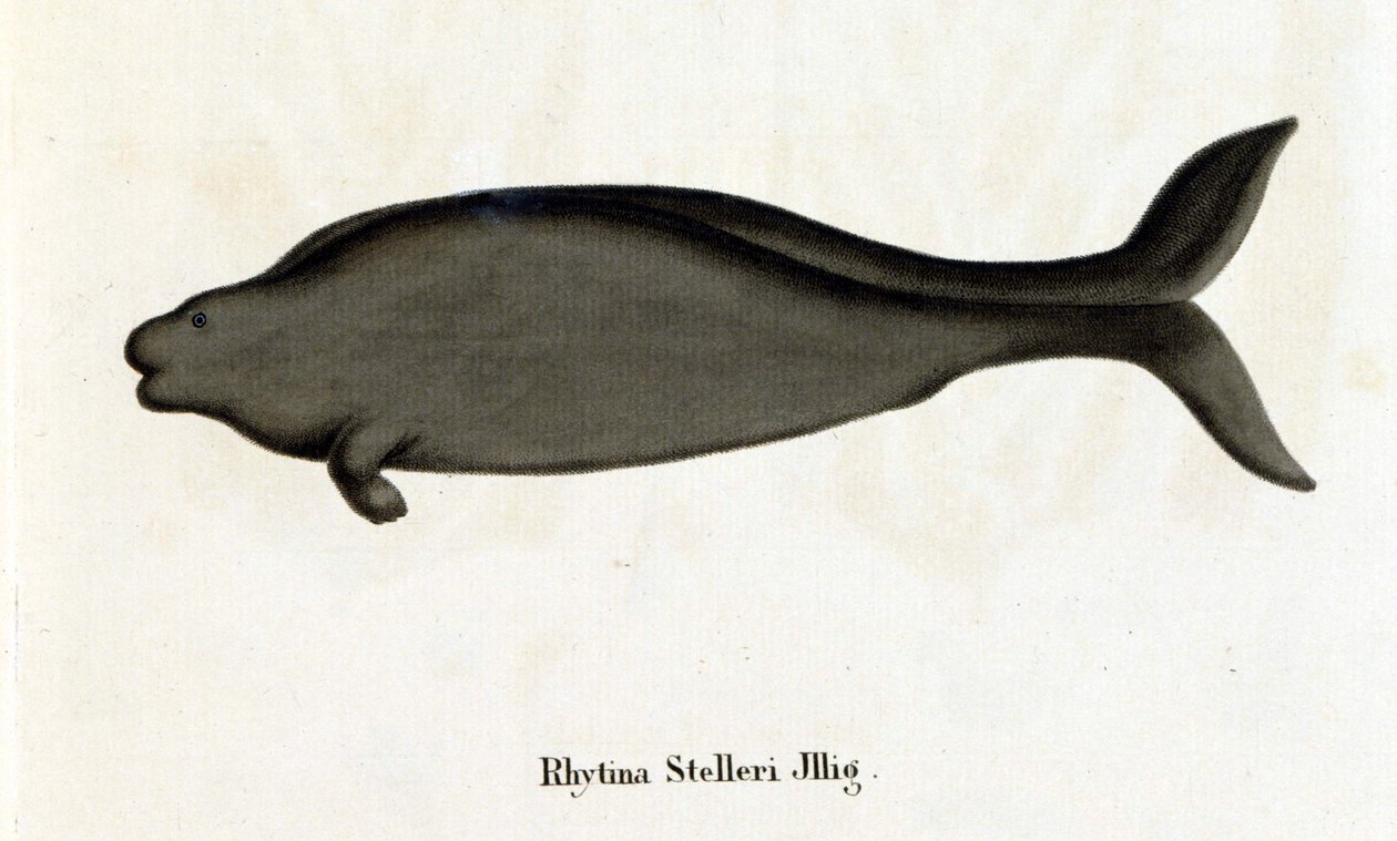 Rhytina Stelleri tengeri tehénnek is nevezték Stellert, a példány a 18. században tűnt el. alkotó: Unknown artist