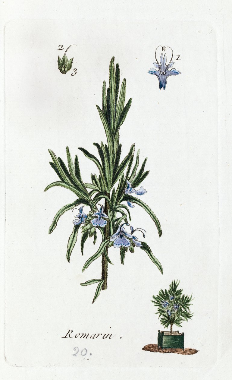  alkotó: Unknown artist