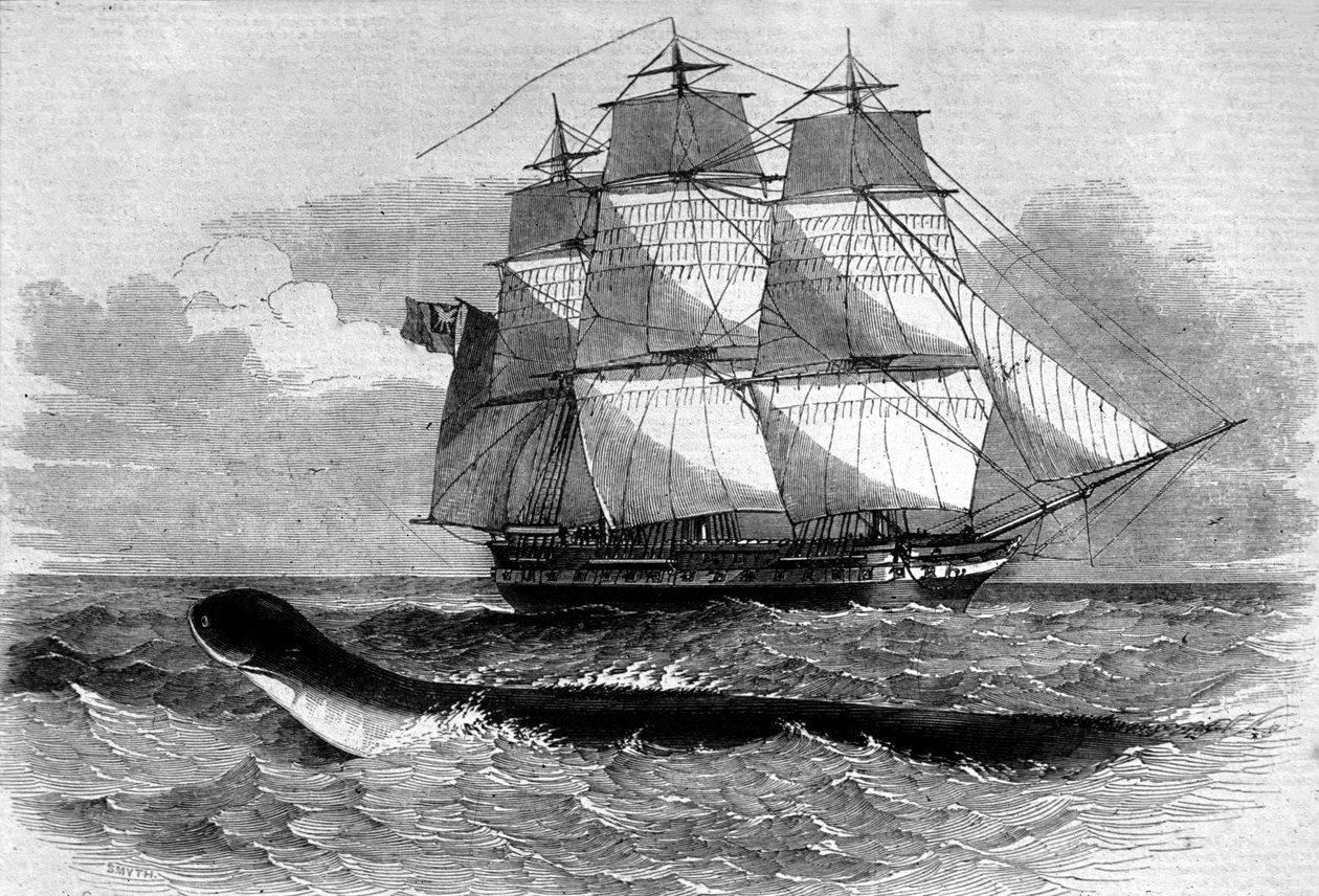 Tengeri szörnyeteg: egy tengeri kígyó megjelenése a Daedalus fregate-úton 1848-ban. 19. századi metszet. alkotó: Unknown artist