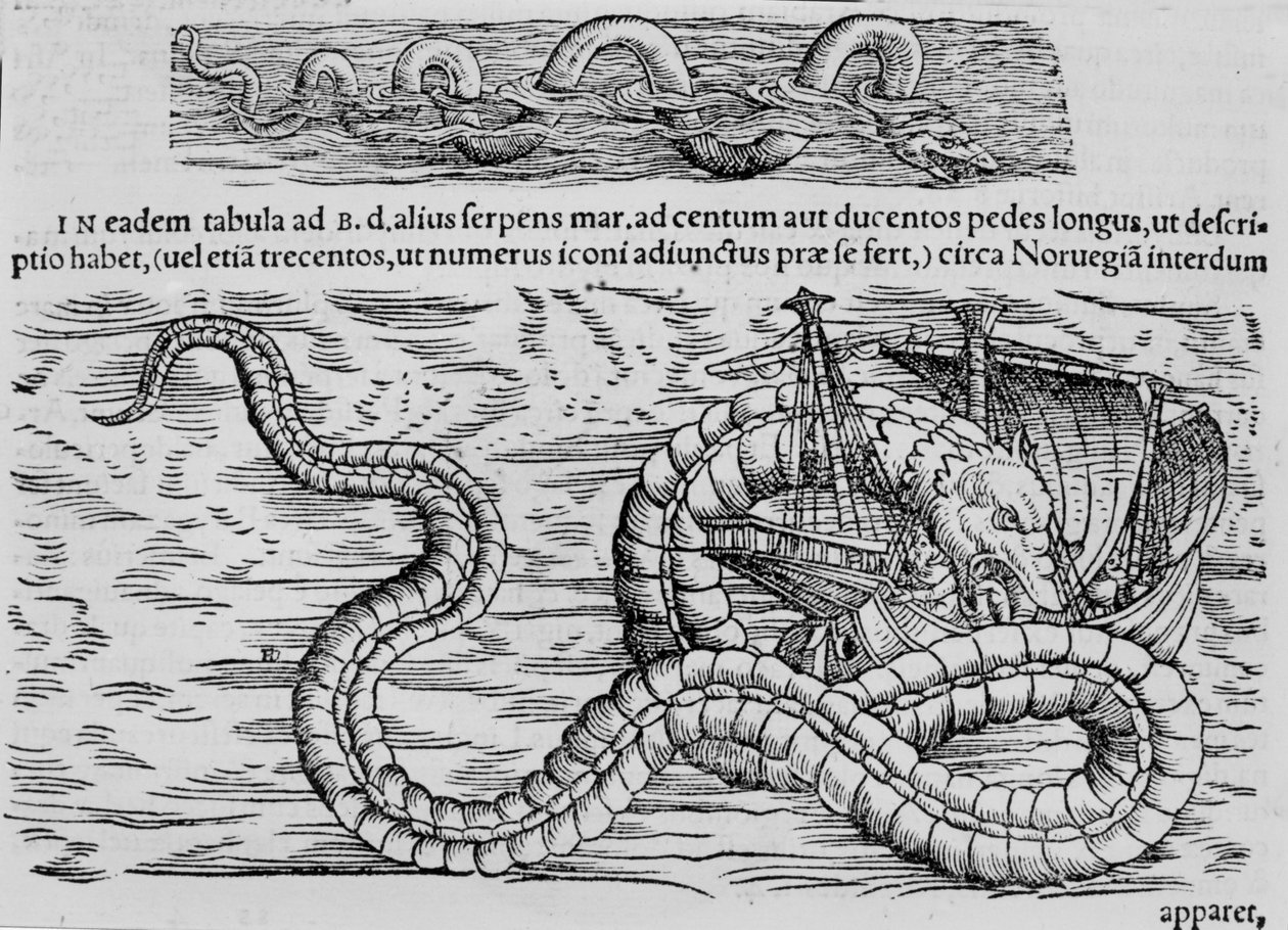Tengeri kígyó, tengeri lény Conrad (= Konrad) Gesner nyomán alkotó: Unknown artist