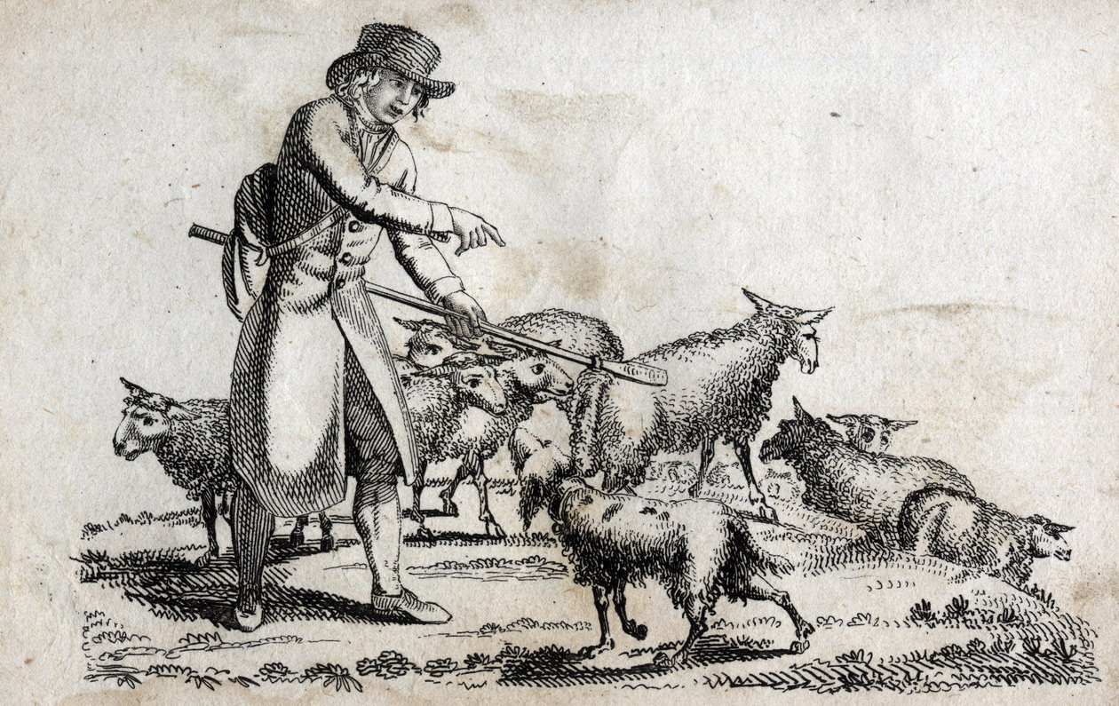 Pásztor a birkacsordájával. 18. század végi metszet. Magángyűjtemény. alkotó: Unknown artist