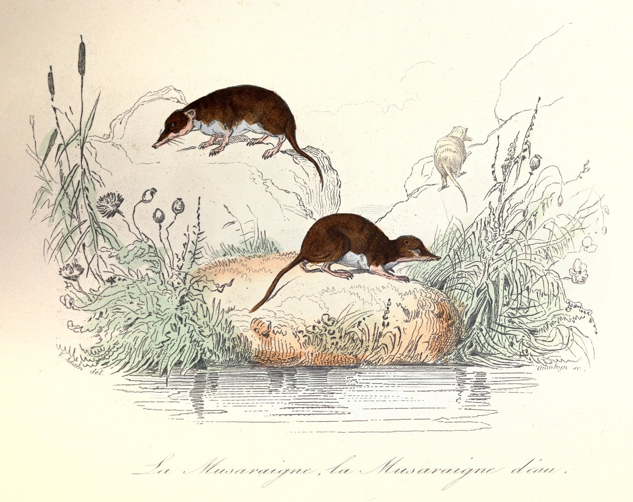 A Linneene-nómenklatúra és Cuvier szerint osztályozott cickány és vízicickány (metszet) alkotó: Unknown artist