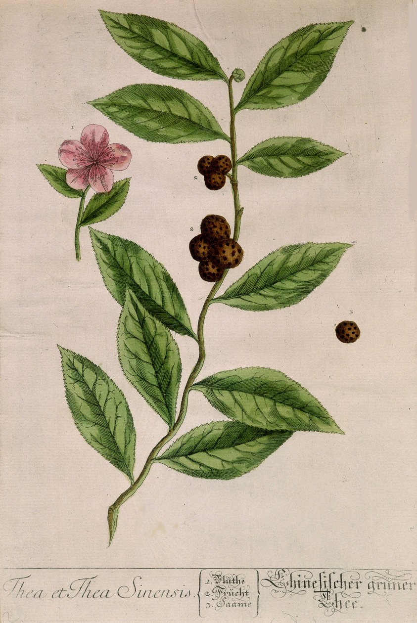 Sinensis teanövény - botanikai tábla alkotó: Unknown artist