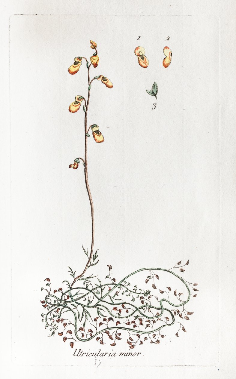  alkotó: Unknown artist