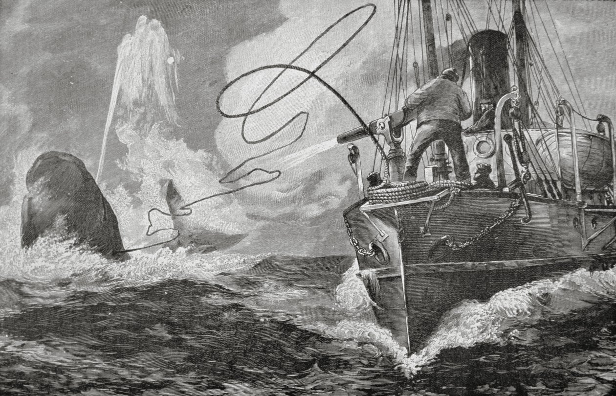 A gőzösök bálnavadászként alkotó: Unknown artist