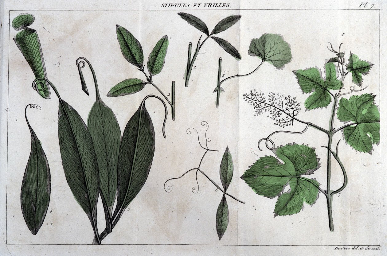 Feltételek és indák: a „” Flora Françoise-ban, vagy a Franciaországban természetesen termő növények rövid leírása, egy új elemzési módszer szerint rendezve, amelyhez idézi a legkevésbé egyértelmű erényeiket az orvostudományban és hasznosságukat a alkotó: Unknown artist