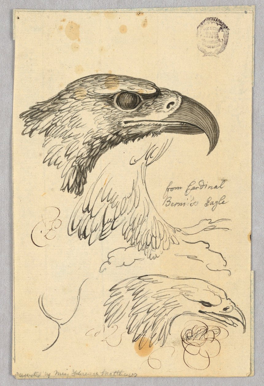 Tanulmányok két sasfejről és egy szárnyról, Bernis bíboros sasából alkotó: Unknown artist