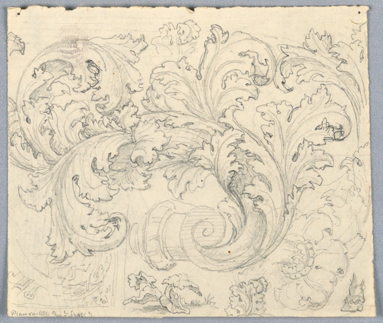 Tanulmány Curling Acanthus Ornamenthez alkotó: Unknown artist