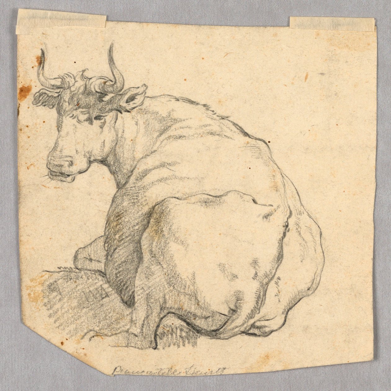 Tanulmány egy tehénről alkotó: Unknown artist