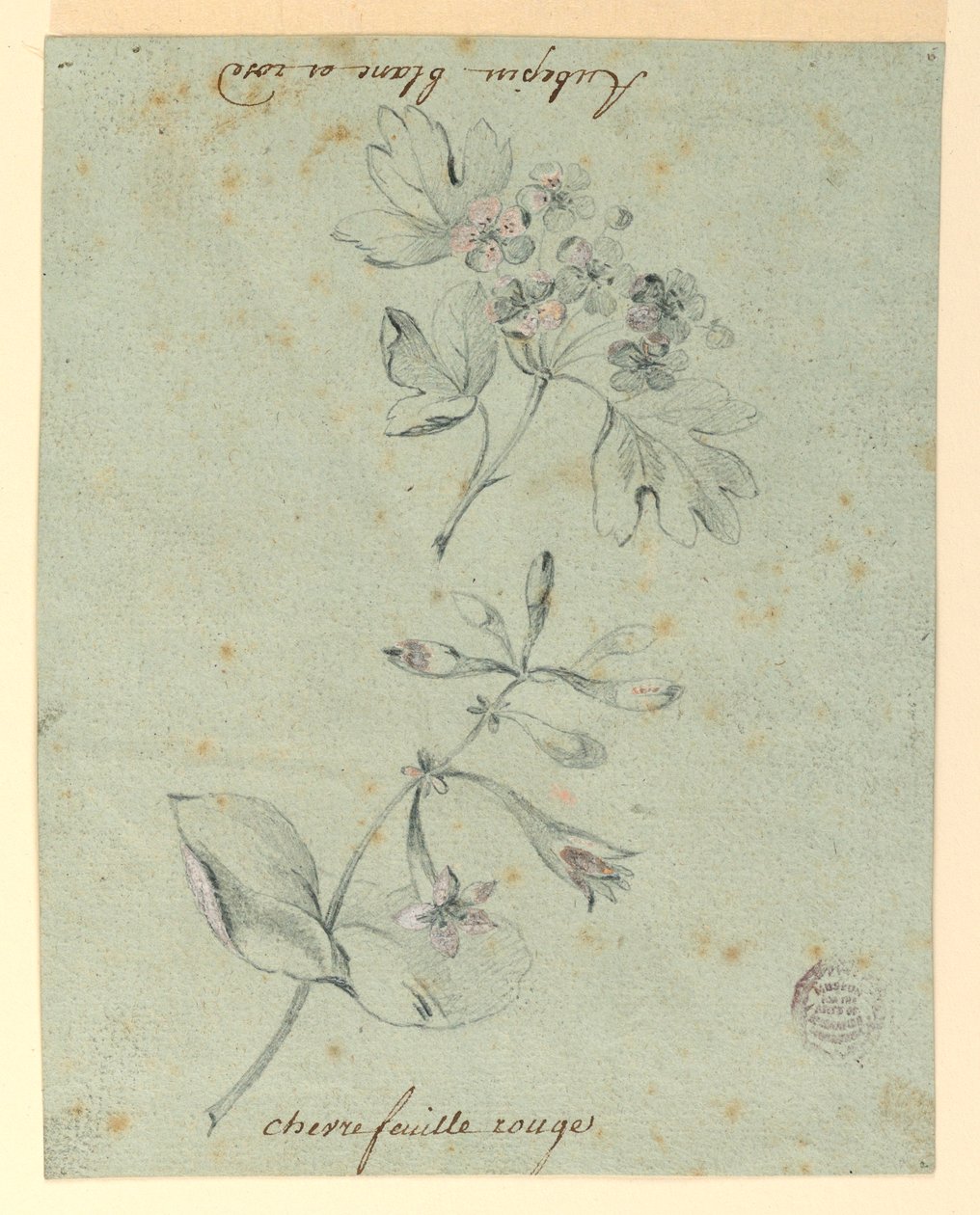 Hawthorne és Honeysuckle Bough tanulmányozása alkotó: Unknown artist