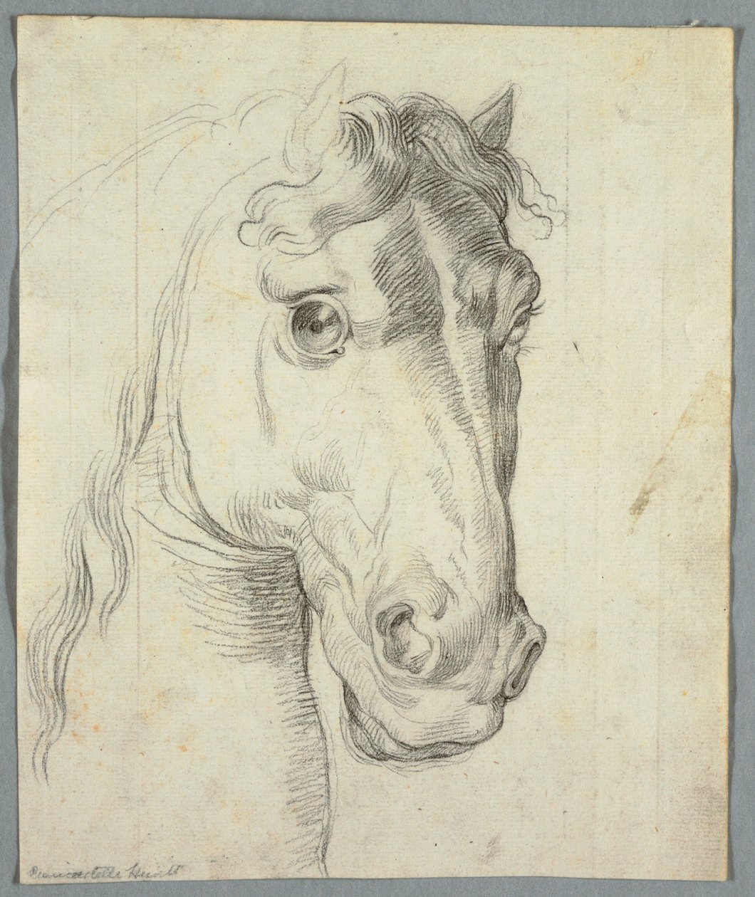 Egy ló tanulmányozása alkotó: Unknown artist