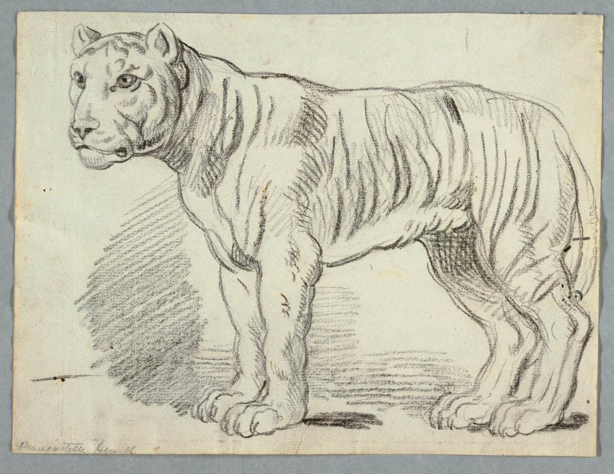 Tanulmány egy tigrisről alkotó: Unknown artist