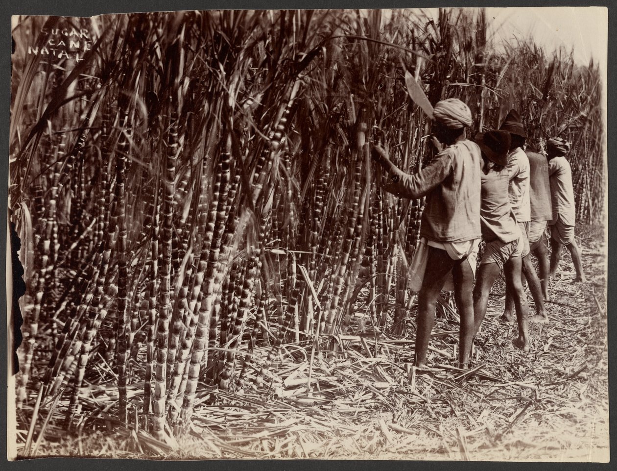 Cukornád, Natal alkotó: Unknown artist