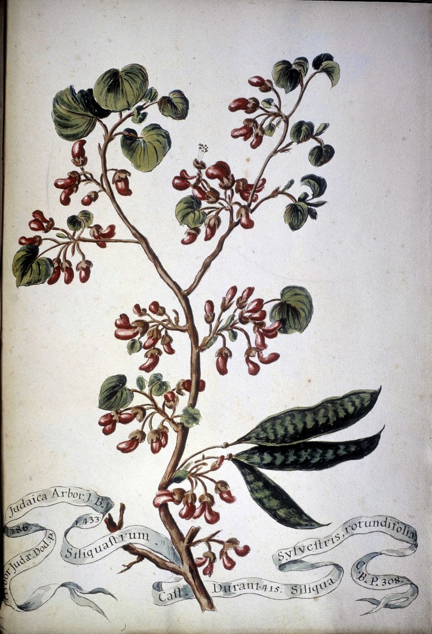 Sylvestris Rotundifolia. 19. századi herbárium. alkotó: Unknown artist