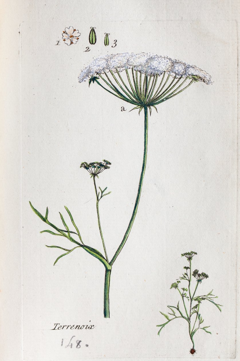 Terrenoix (Terre-Noix, Nox de Terre) alkotó: Unknown artist