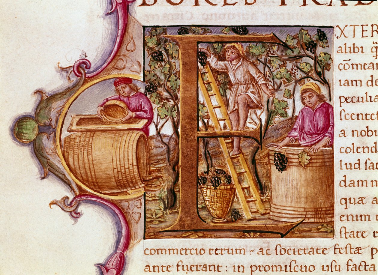 Idősebb Plinius (i.sz. 23-79) római író és természettudós (i.sz. 23-79) 15. századi velencei Biblioteca Marciana „Természettörténet” kéziratának aratási levele alkotó: Unknown artist