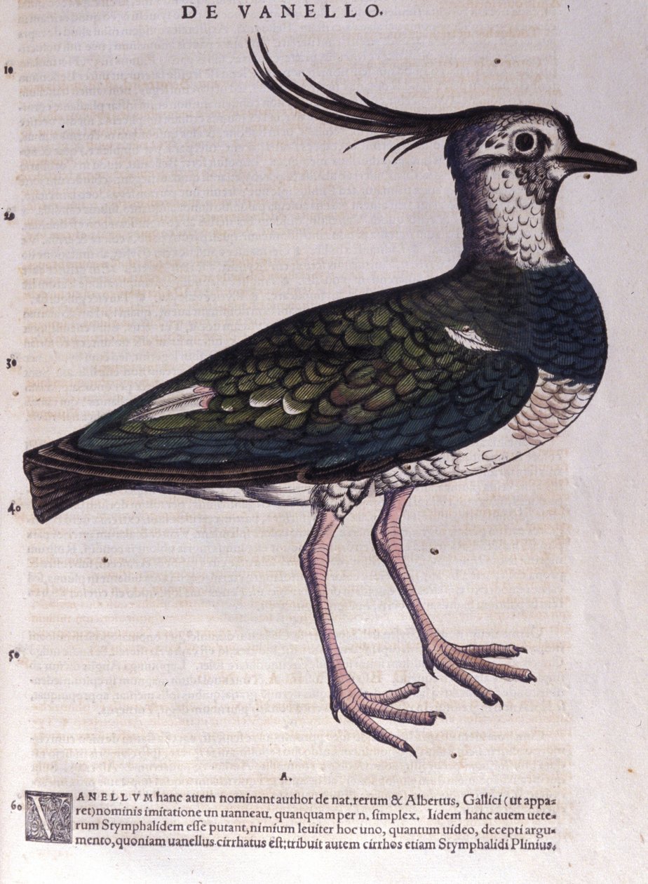 Conrad Gesner (1516 - 1565), Tiguri: A bika in Historia Animalium alkotó: Unknown artist