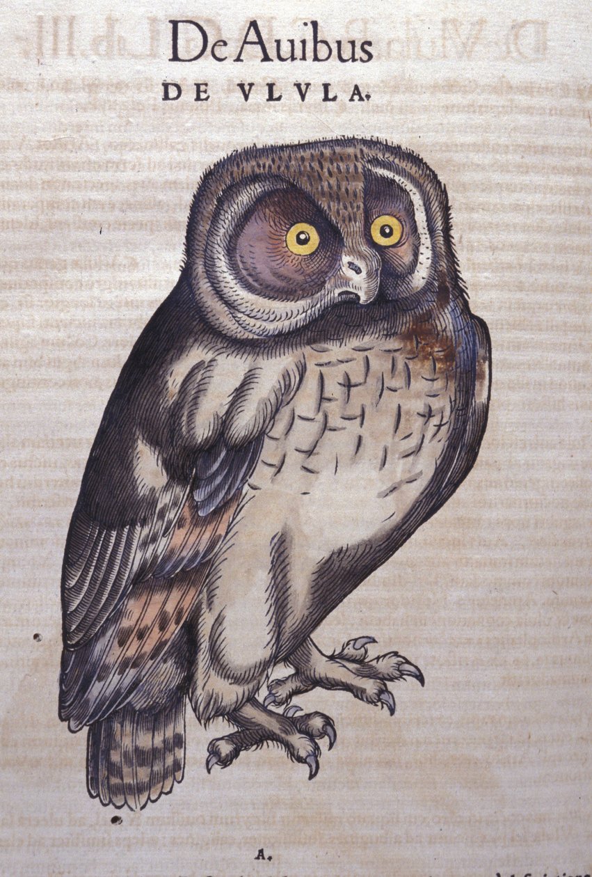 Conrad Gesner (1516-1565), Tiguri: A bagoly az állatok történetében alkotó: Unknown artist