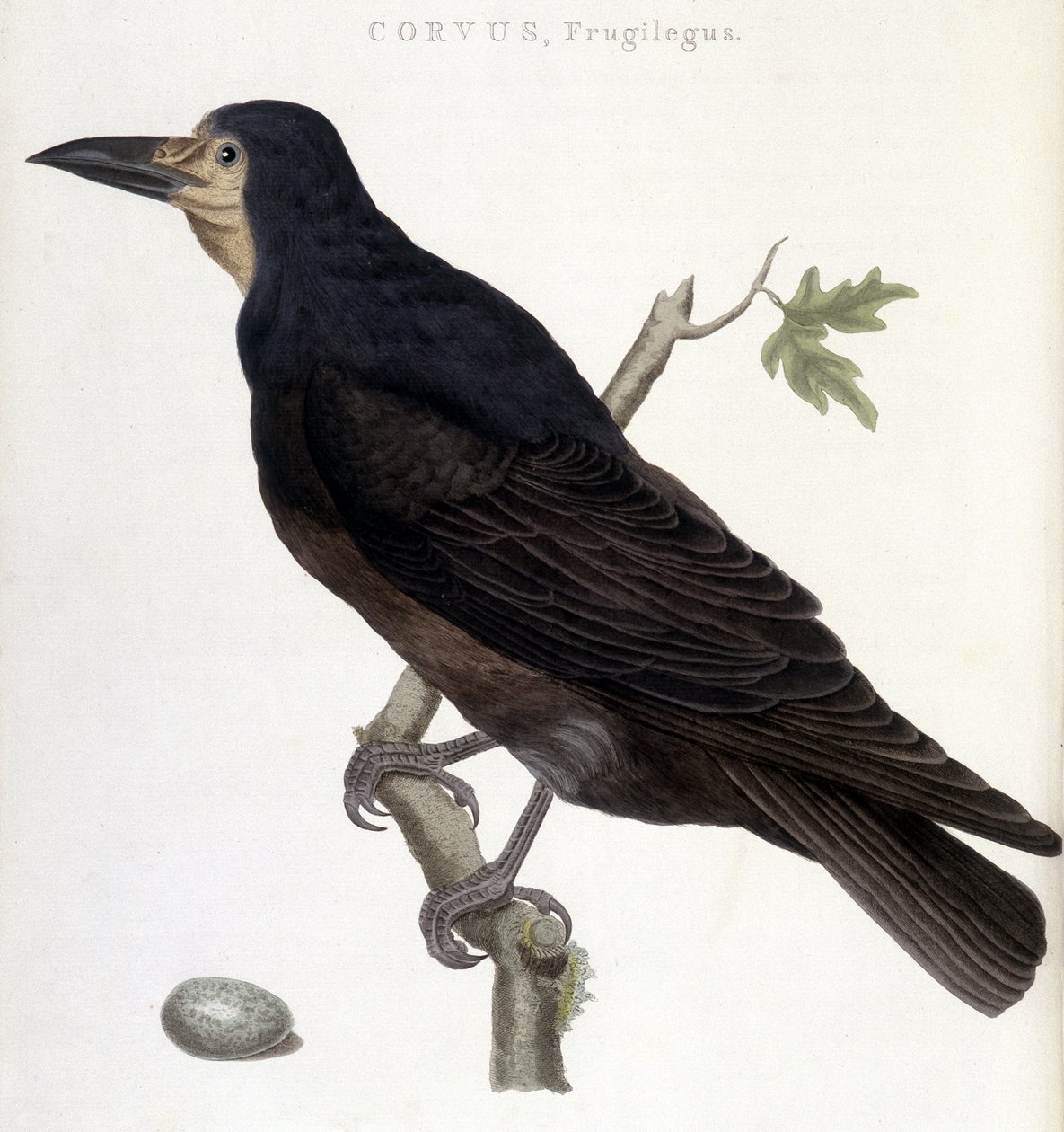 A Raven Frugilegus - természetrajzi tábla alkotó: Unknown artist