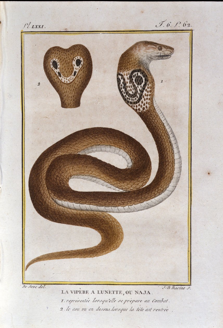 A keretvipera vagy Naja. Georges Louis Leclerc természettudós, Buffon grófja (1707 - 1788) természettörténeti árulásából vett lemez. 19. század alkotó: Unknown artist