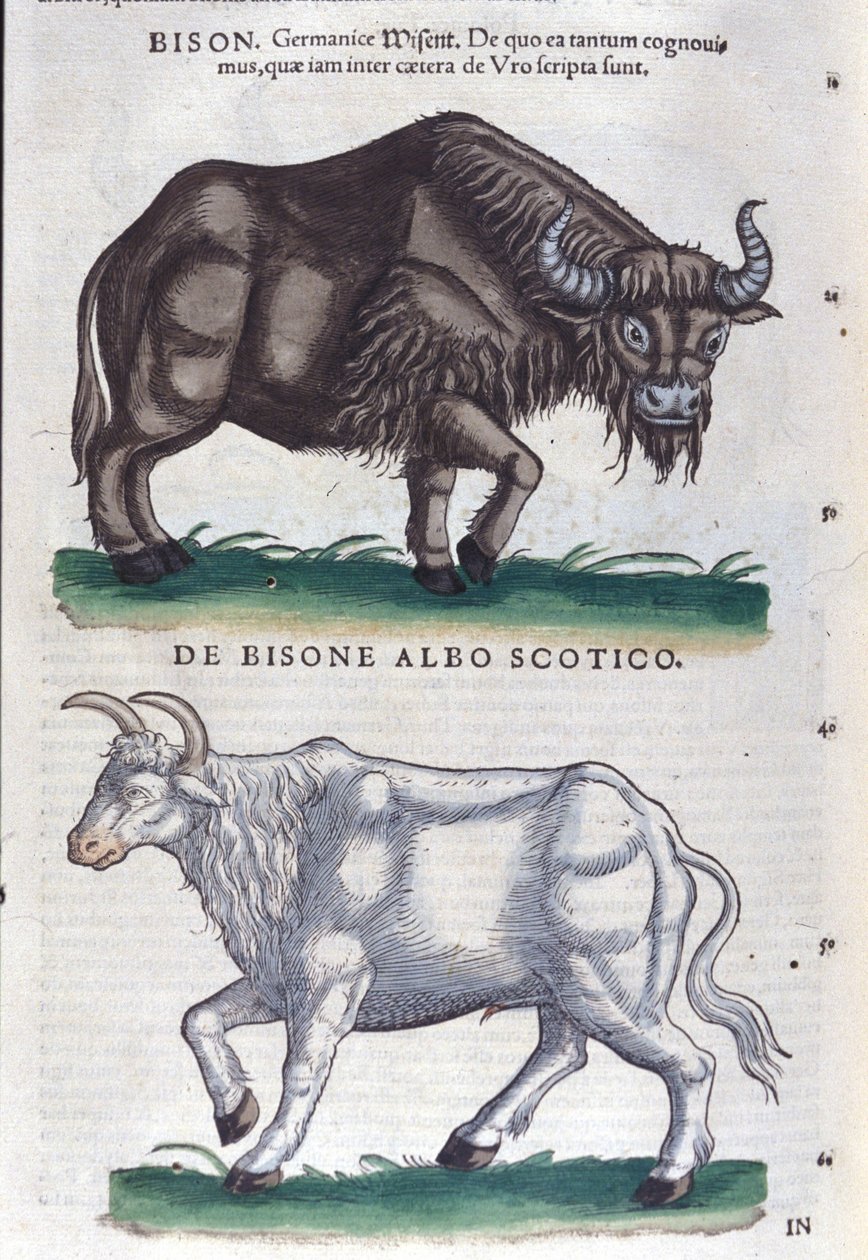 A bölény és a fehér bölény a Historia animaliumból, Konrad Gesner, Tiguri alkotó: Unknown artist