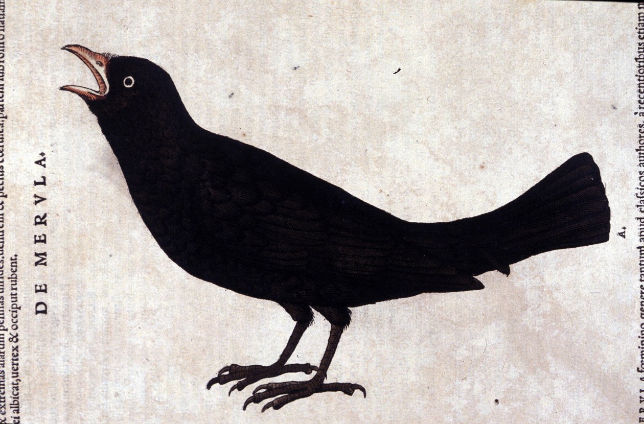 A feketerigó az állatok története nyomán Konrad Gesner, Tiguri alkotó: Unknown artist