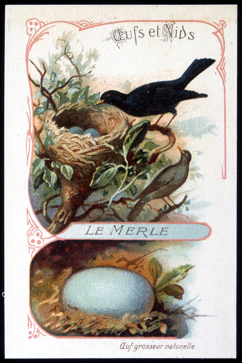 A feketerigó és fészke - chromo., 19. század vége alkotó: Unknown artist