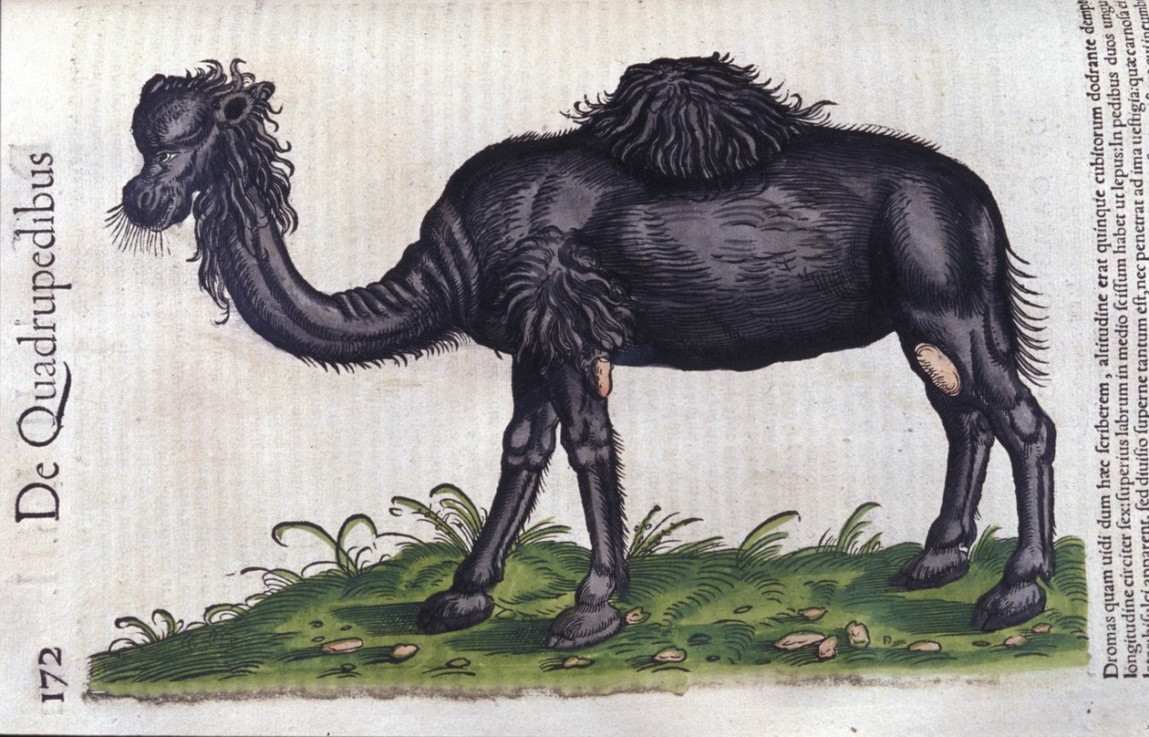 A teve Konrad Gesner, Tiguri Az állatok története című könyvéből alkotó: Unknown artist