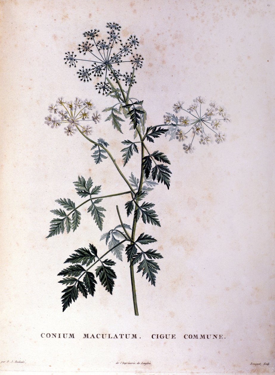 A közönséges vérfű. 18. századi metszet. alkotó: Unknown artist
