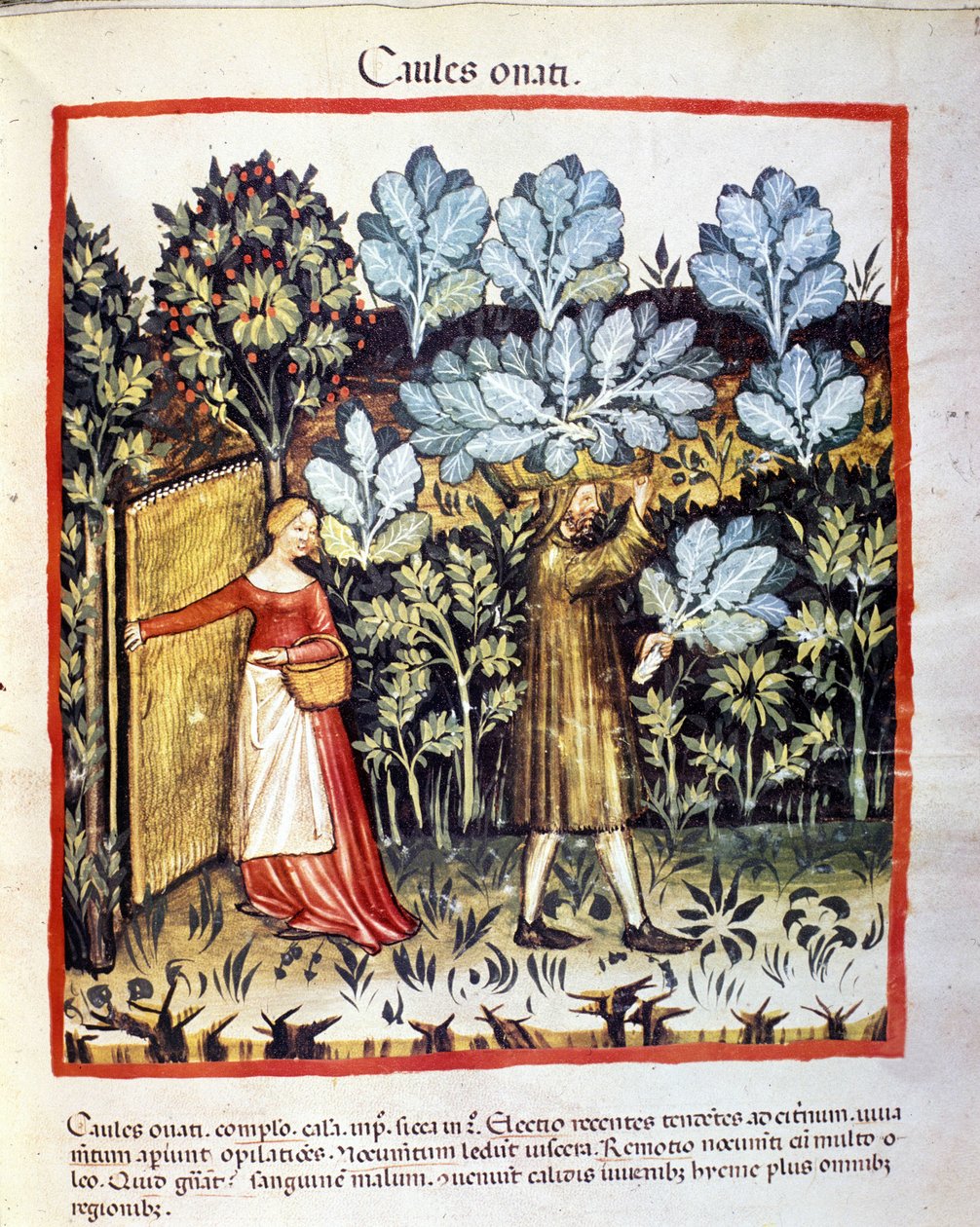 A termés a káposzta virág a veteményeskertben. Megvilágítás az orvostudomány és a dietetika fejéséből "" Tacuinum sanitatis"" alkotó: Unknown artist