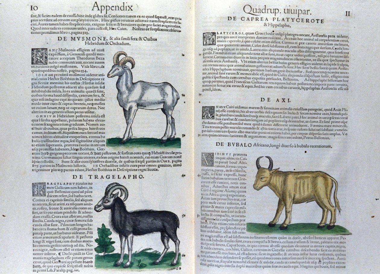 A négylábúak dupla oldala a Historia Animaliumban, Conrad Gesner (1516-1565), Tiguri alkotó: Unknown artist