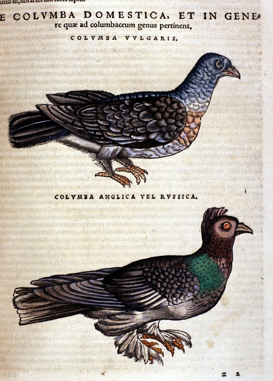 A galamb Conrad Gesner Historia Animaliuma nyomán, Tiguri 1560. Biblioteca Nazionale Braidense. Milánó alkotó: Unknown artist