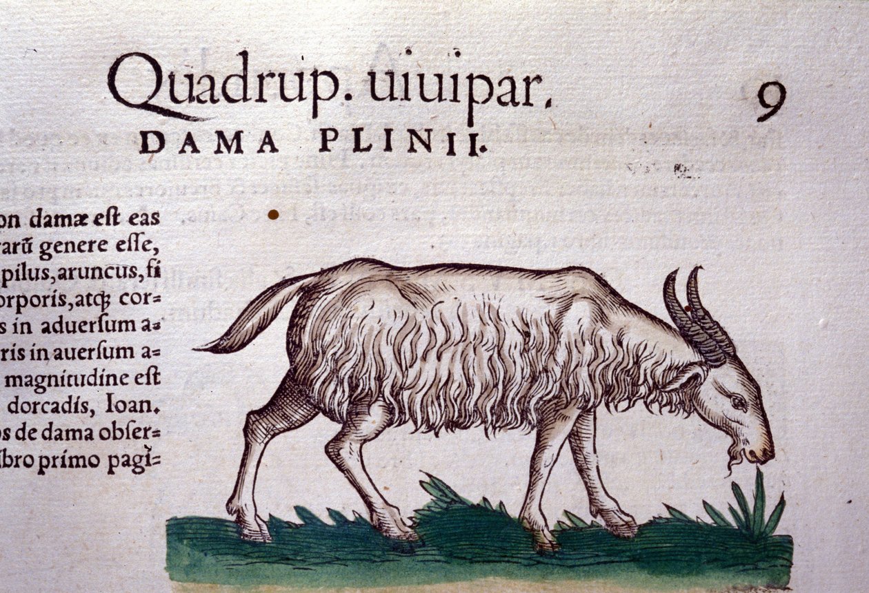 A kecske a Historia animalium után, Konrad Gesner, Tiguri alkotó: Unknown artist